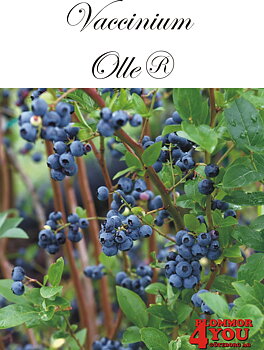 Amerikanskt blåbär  Vaccinium corym. Olle® (BVa 1066) (EPS-cert) Busk C2