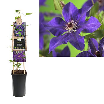 Clematis 'The President'   A-kv C2