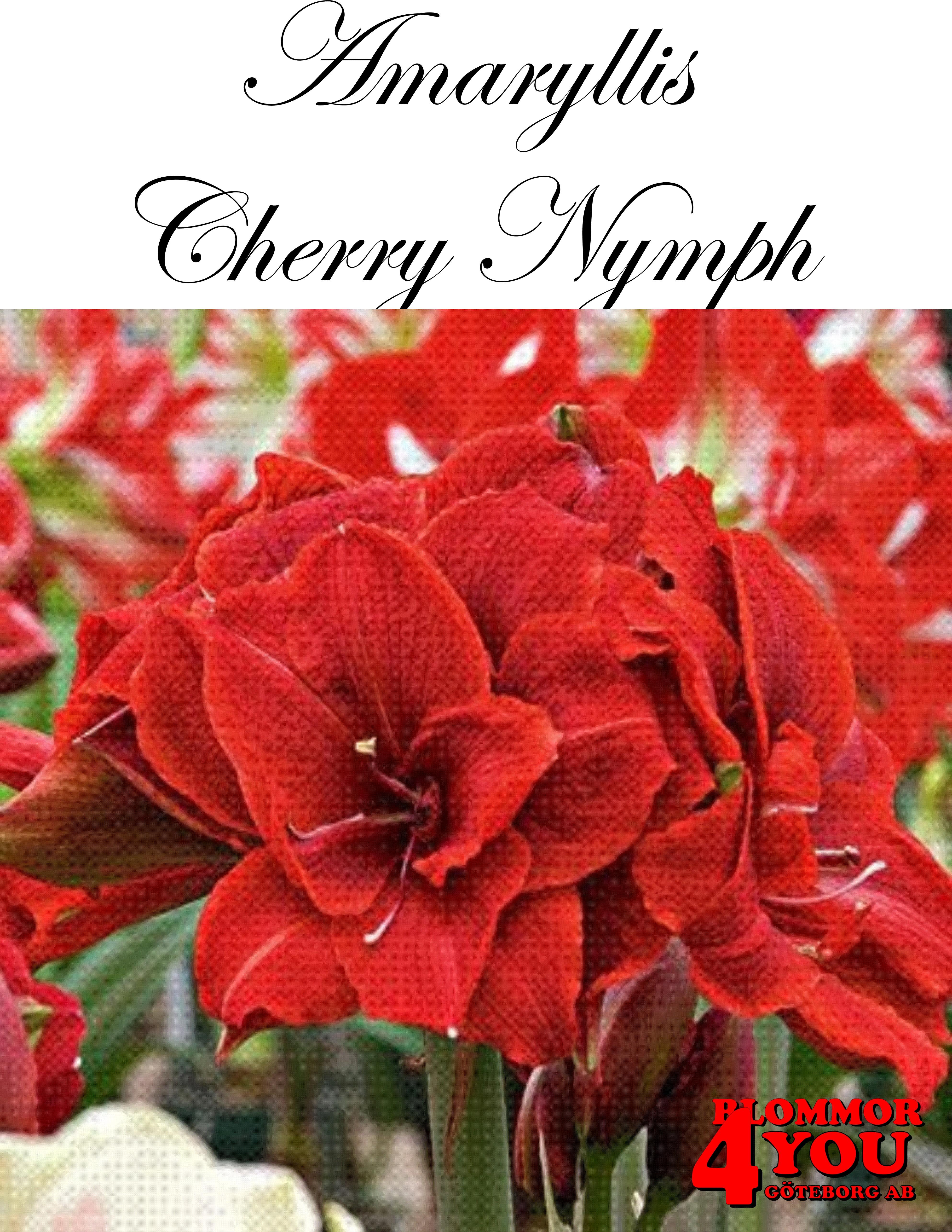 Amaryllis  Jumbo Cherry Nymph  Lökstorlek: *32/36