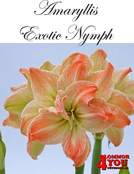 Amaryllis  Jumbo Exotic Nymph  Lökstorlek: *30/32