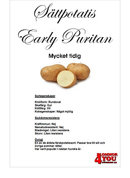 Sättpotatis Early Puritan 3 Kilo