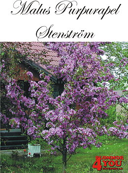 Malus (Purpurapel) Stenström E      Sh 90-110 Co
