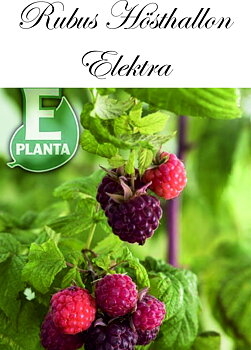 Trädgårdshallon  Rubus (Hösthallon.) BALSGÅRD ELEKTRA® E (EPS-cert) A-kv C2