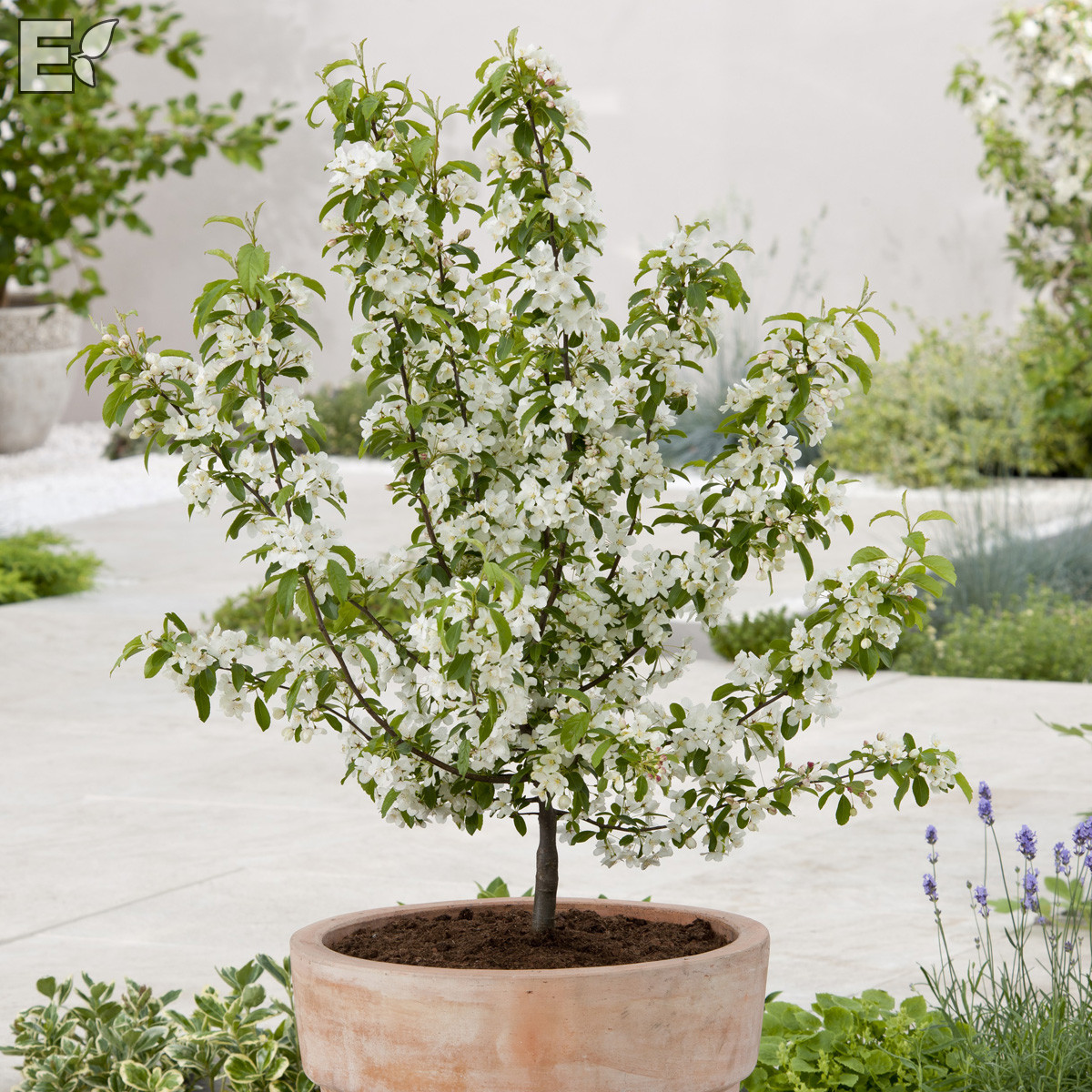 Malus toringo Maskerad® E (Ep Malma*) Sh 90-110 Co - 3