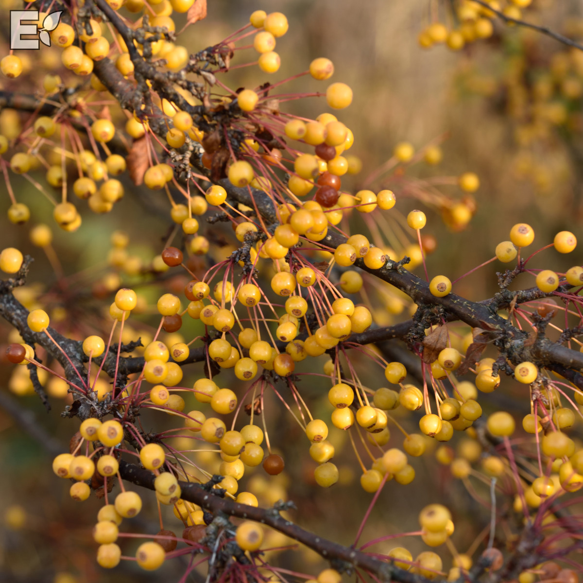 Malus toringo Maskerad® E (Ep Malma*) Sh 90-110 Co - 2