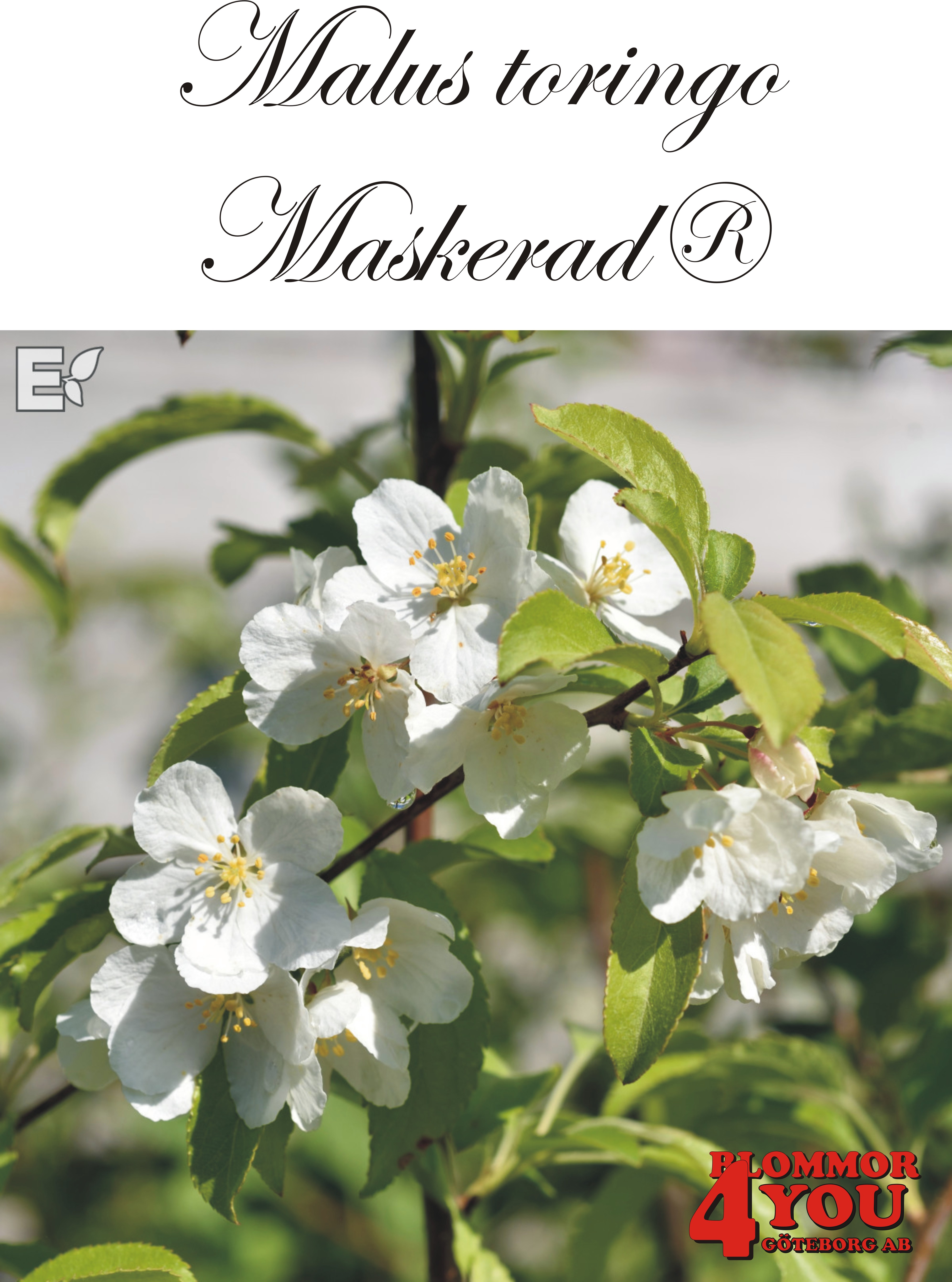 Malus toringo Maskerad® E (Ep Malma*) Sh 90-110 Co
