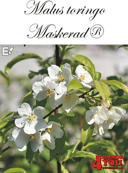 Malus toringo Maskerad® E (Ep Malma*) Sh 90-110 Co