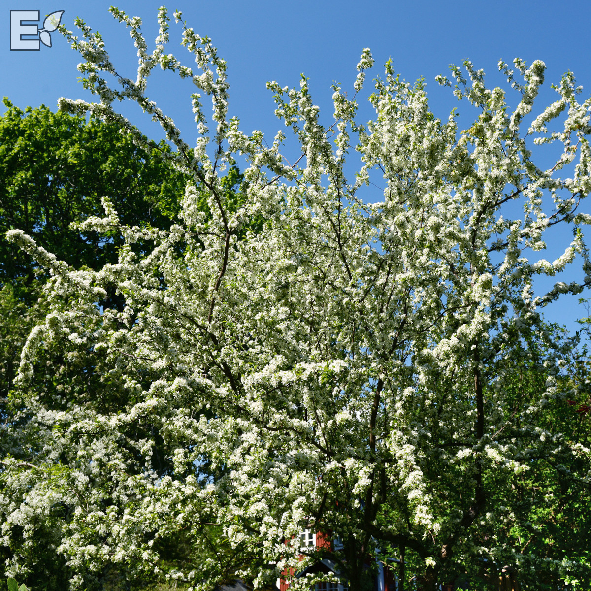 Malus toringo Maskerad® E (Ep Malma*) Sh 90-110 Co - 4