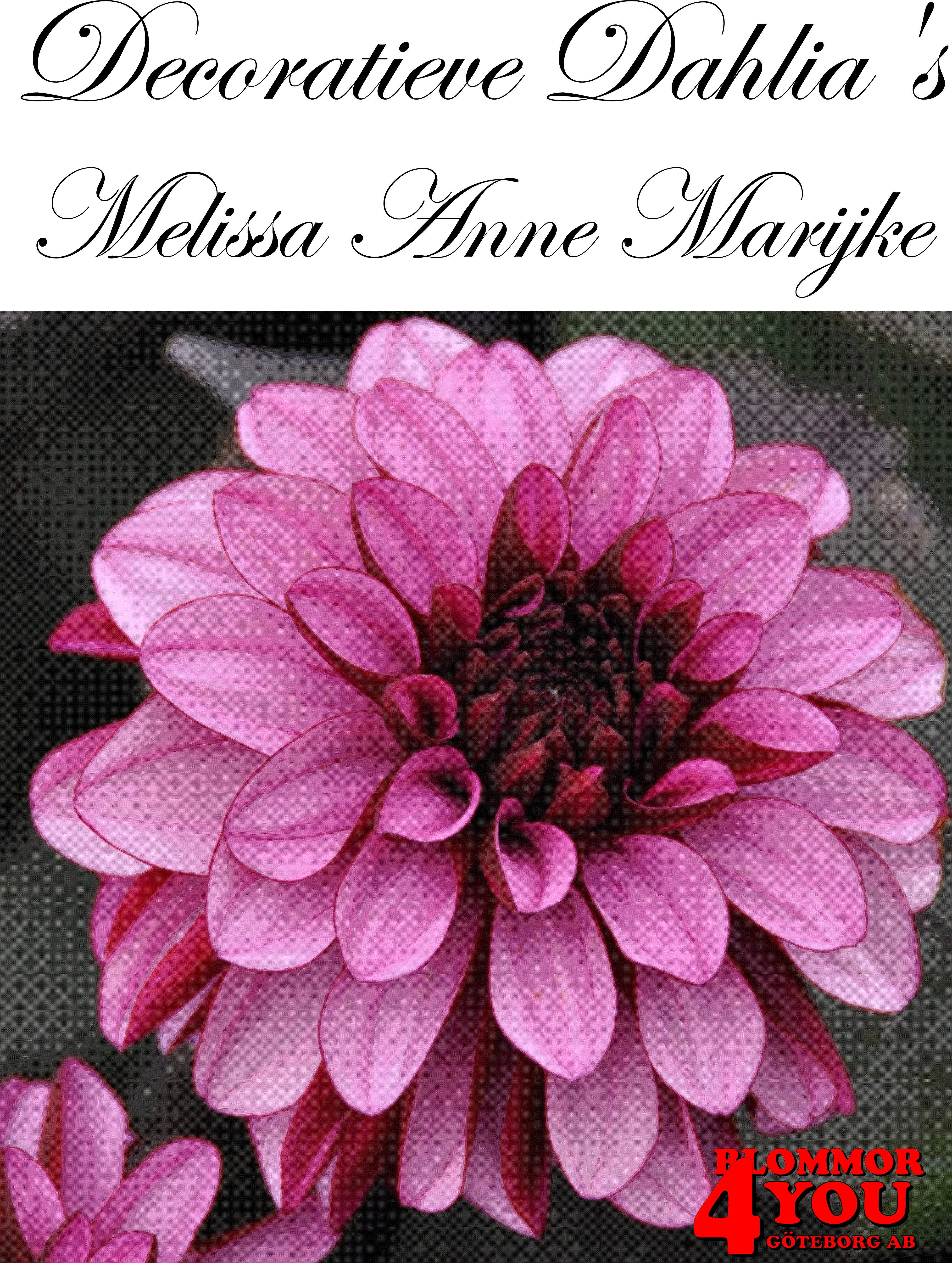 Dahlia Dekorativa  Melissa Anne Marijke