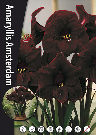 52295   Amaryllis  Amsterdam  Lökstorlek: 30/32 - 2