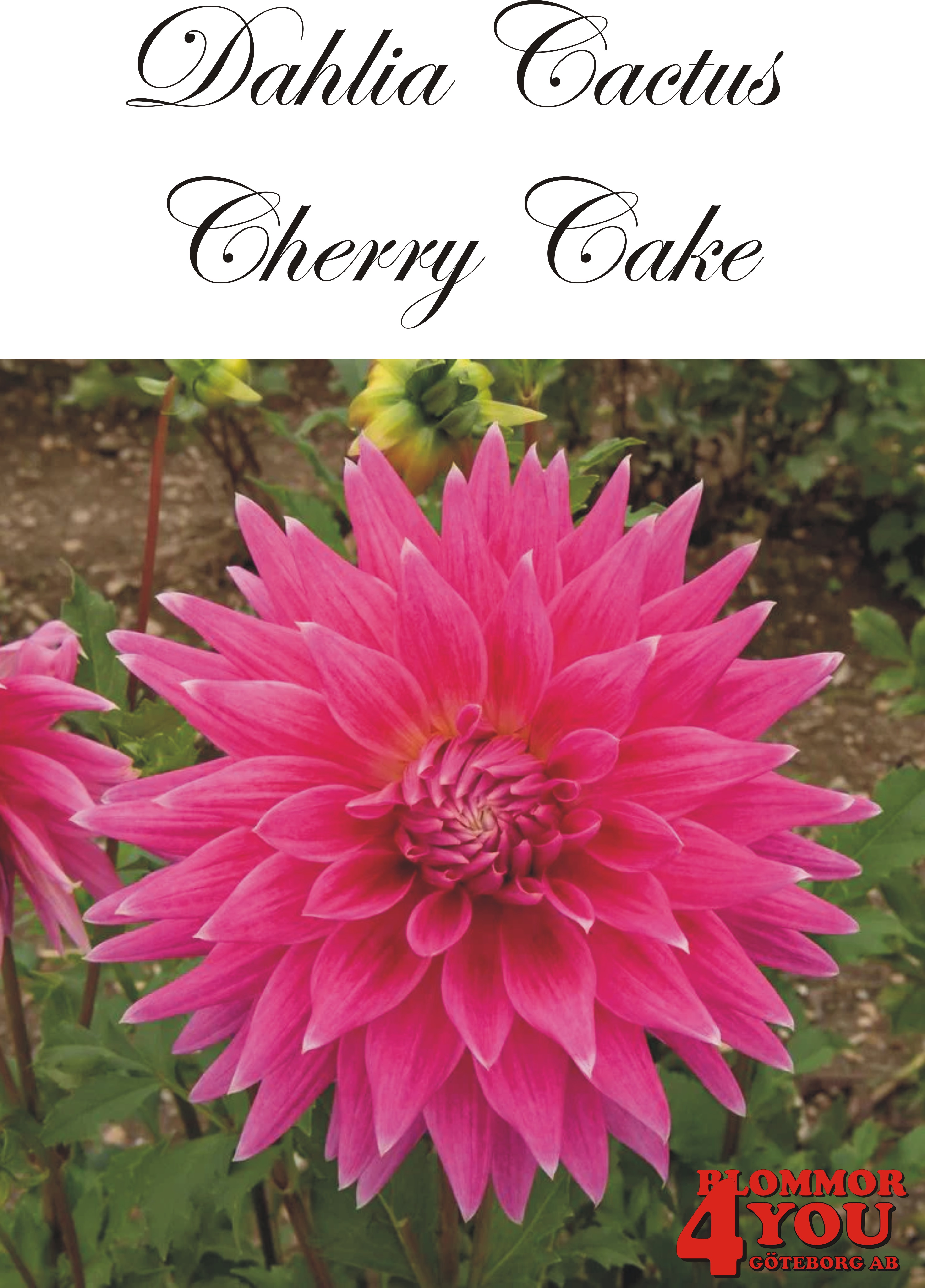 Dahlia Cactus   Cherry Cake