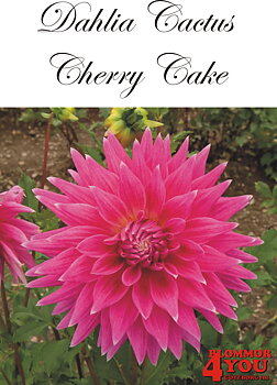 Dahlia Cactus   Cherry Cake