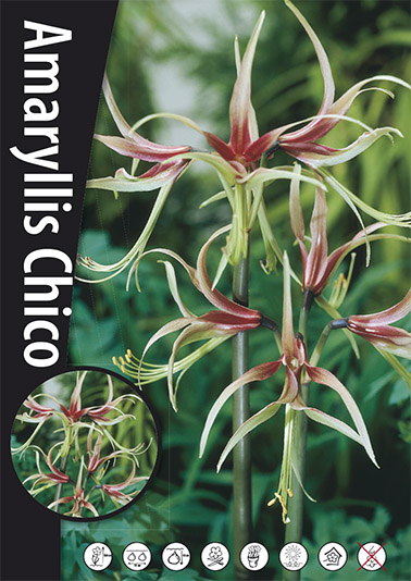 Amaryllis  Chico   Lökstorlek: *30/32 - 3