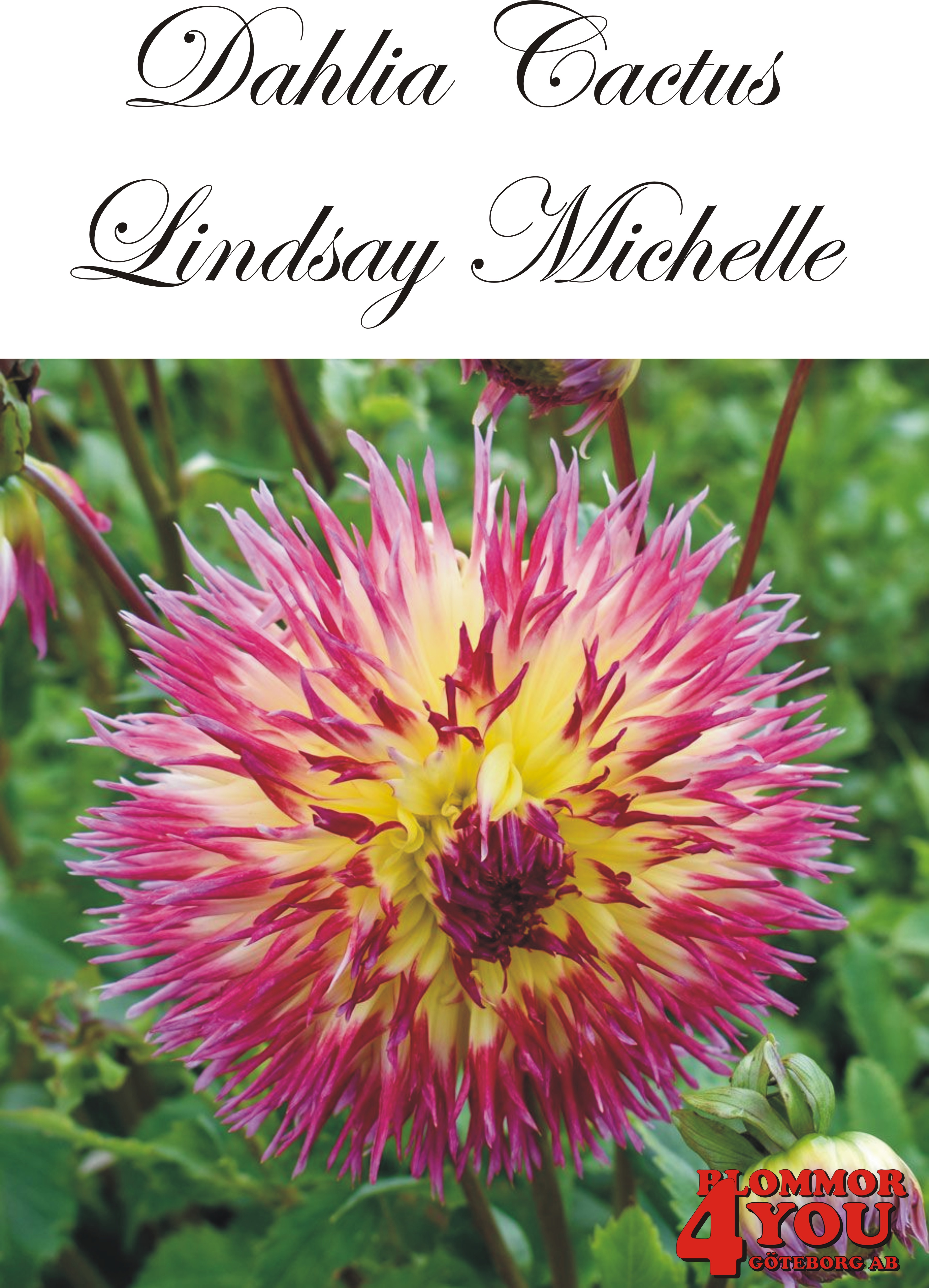 Dahlia Lindsay Michelle
