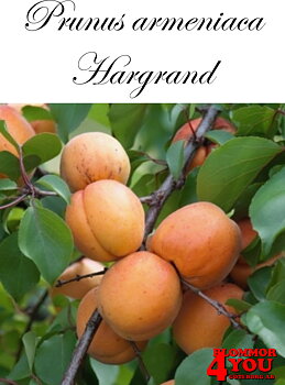 APRIKOS    Prunus armeniaca Hargrand (CAC) St.JulA Spaljé 1 vån Co