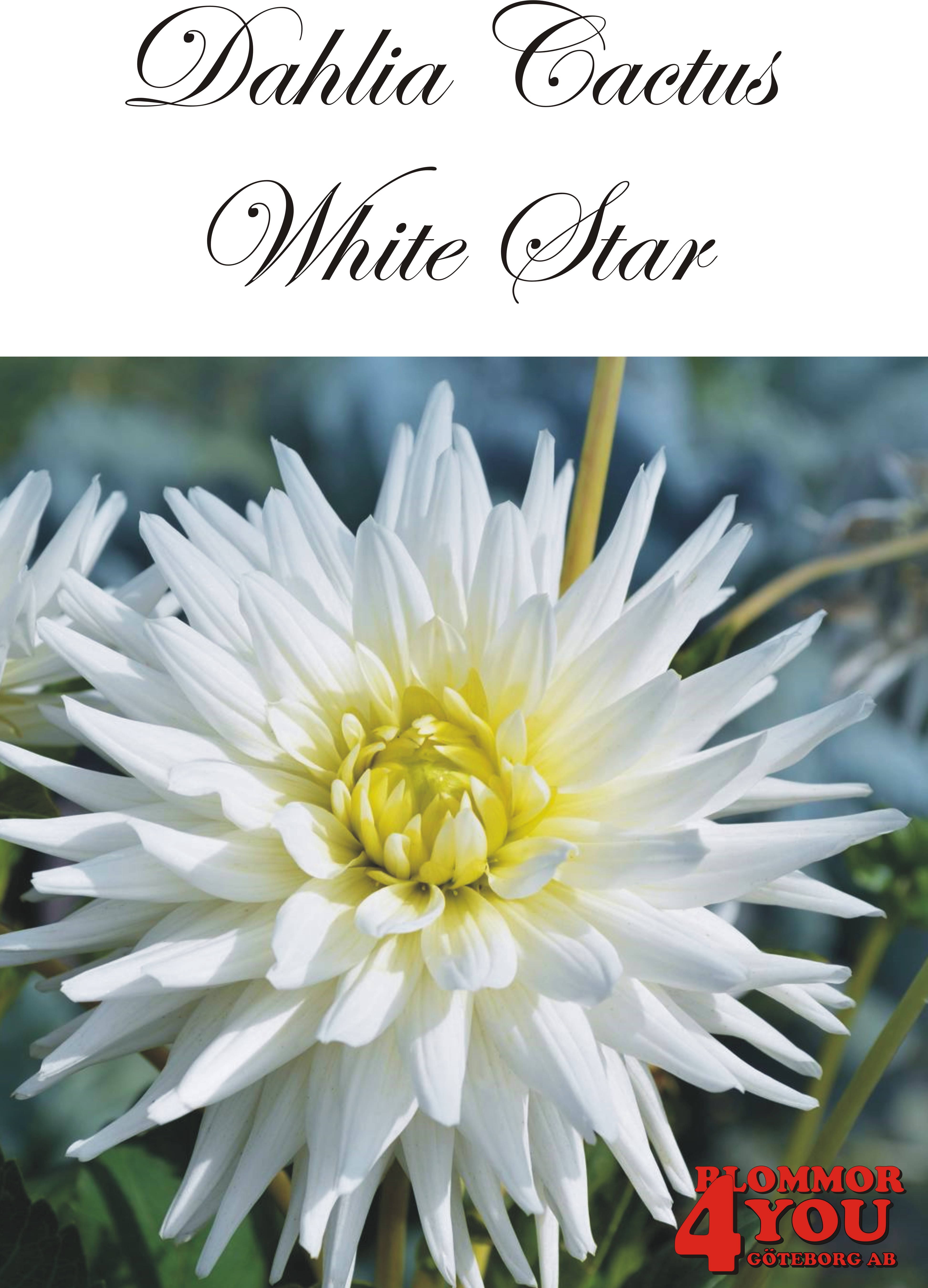 Dahlia White Star