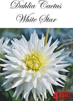 Dahlia White Star