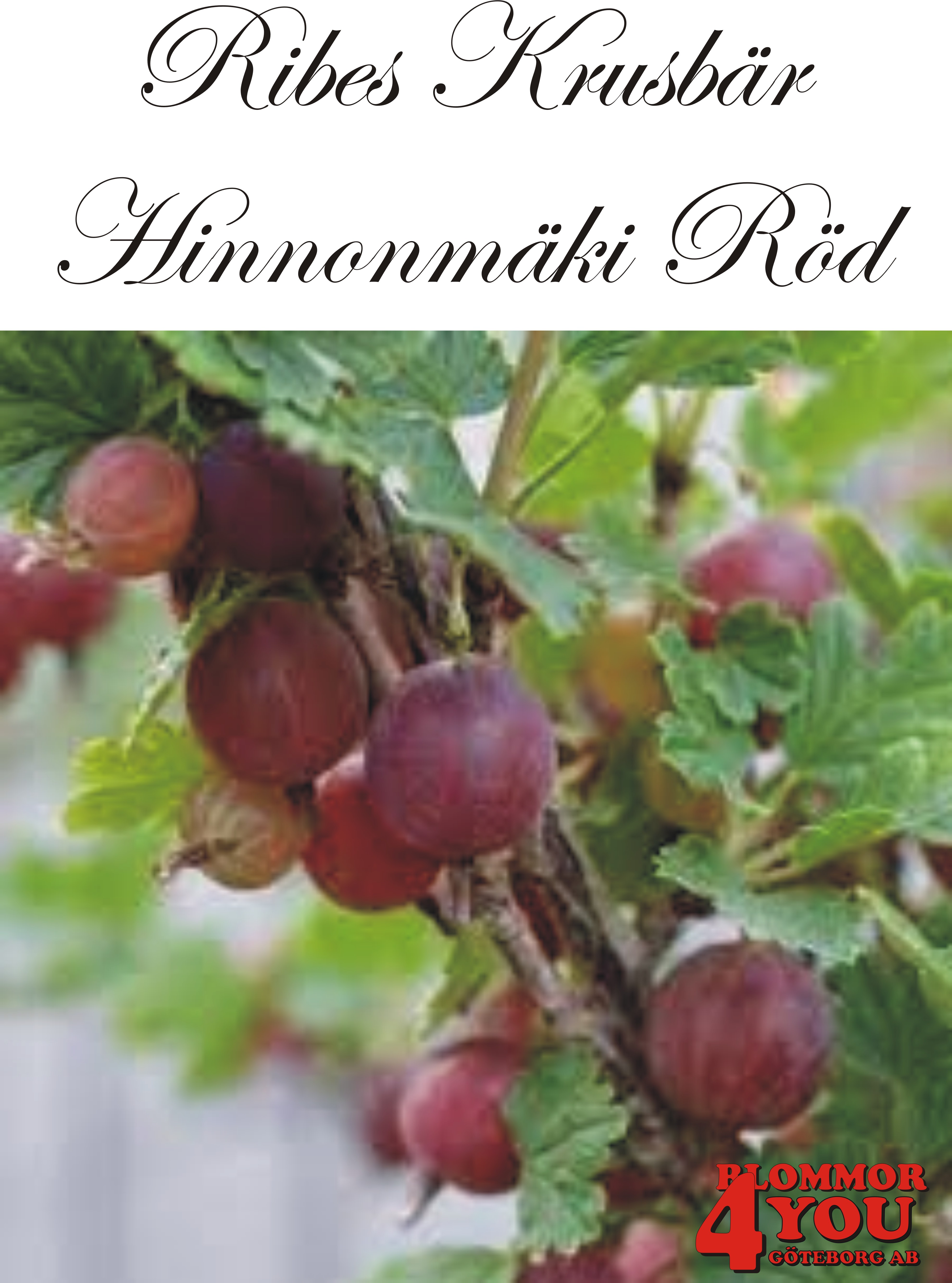 Krusbär  Ribes     HINNONMÄKI RÖD (CAC)   Busk C3,5