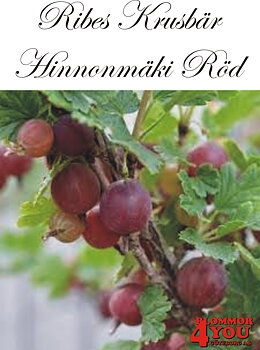 Krusbär  Ribes     HINNONMÄKI RÖD (CAC)   Busk C3,5