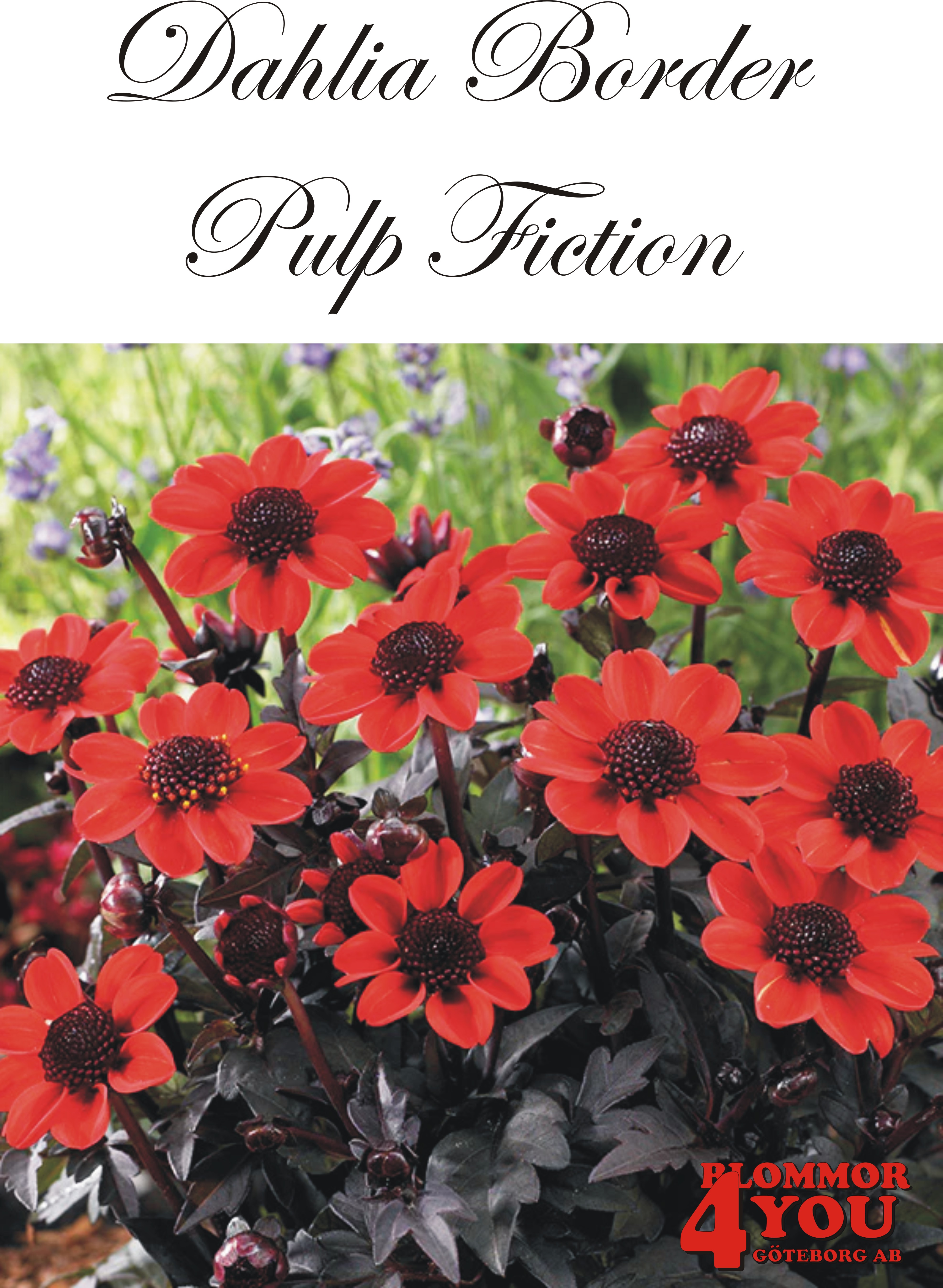 Dahlia Pulp Fiction