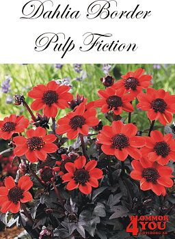 Dahlia Pulp Fiction