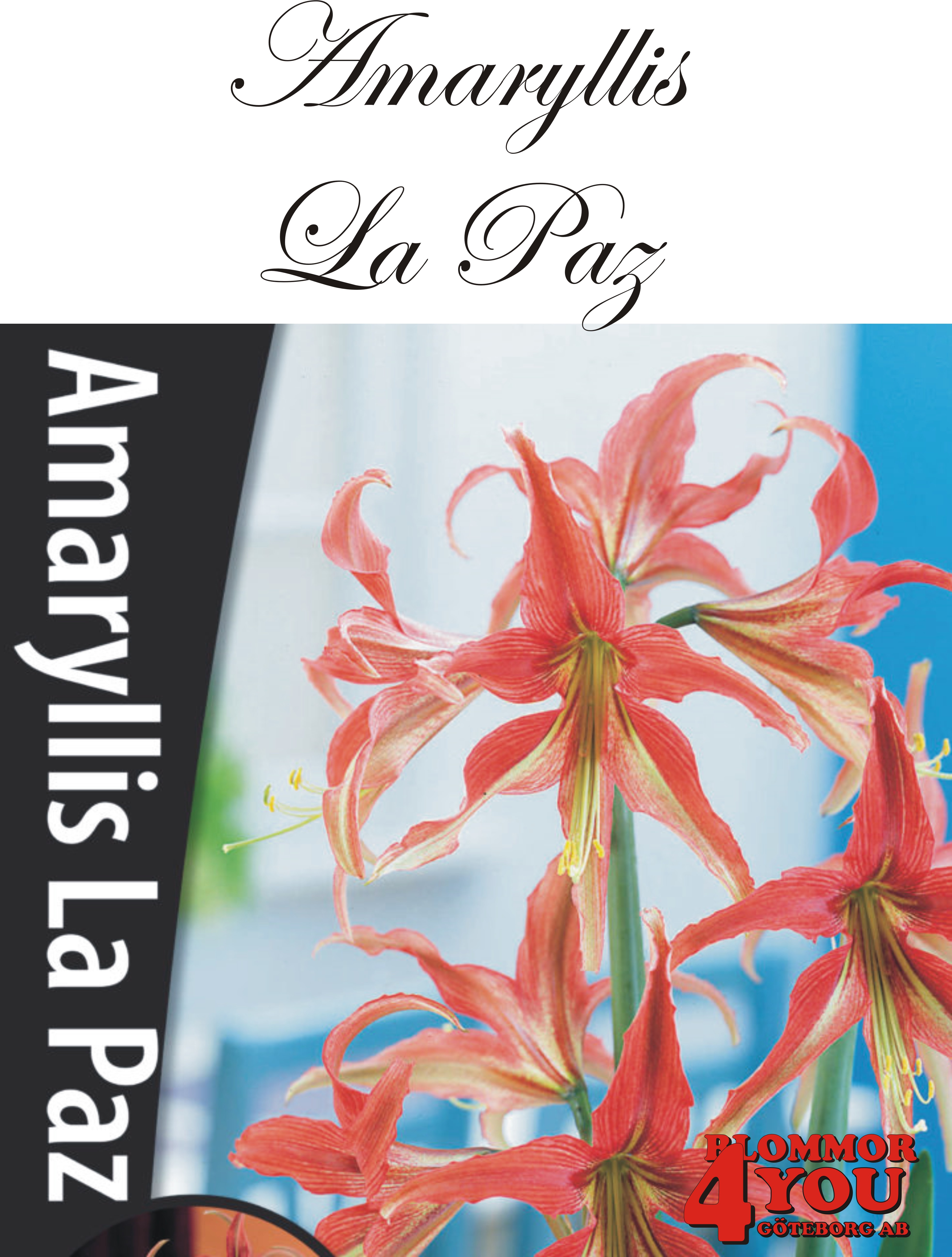 Amaryllis  jumbo La Paz    Lökstorlek: *32/34