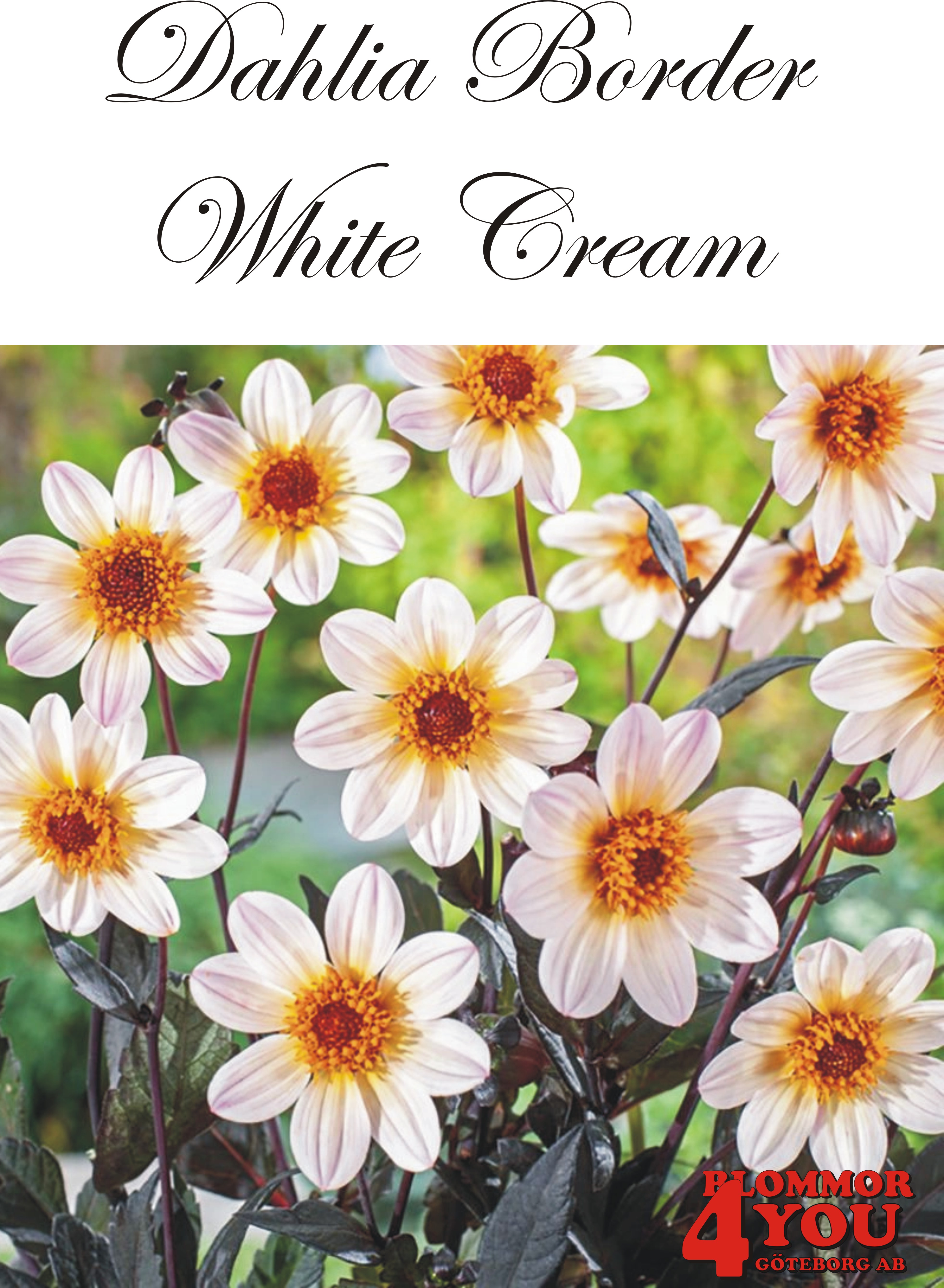 Dahlia White Cream