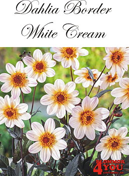 Dahlia White Cream