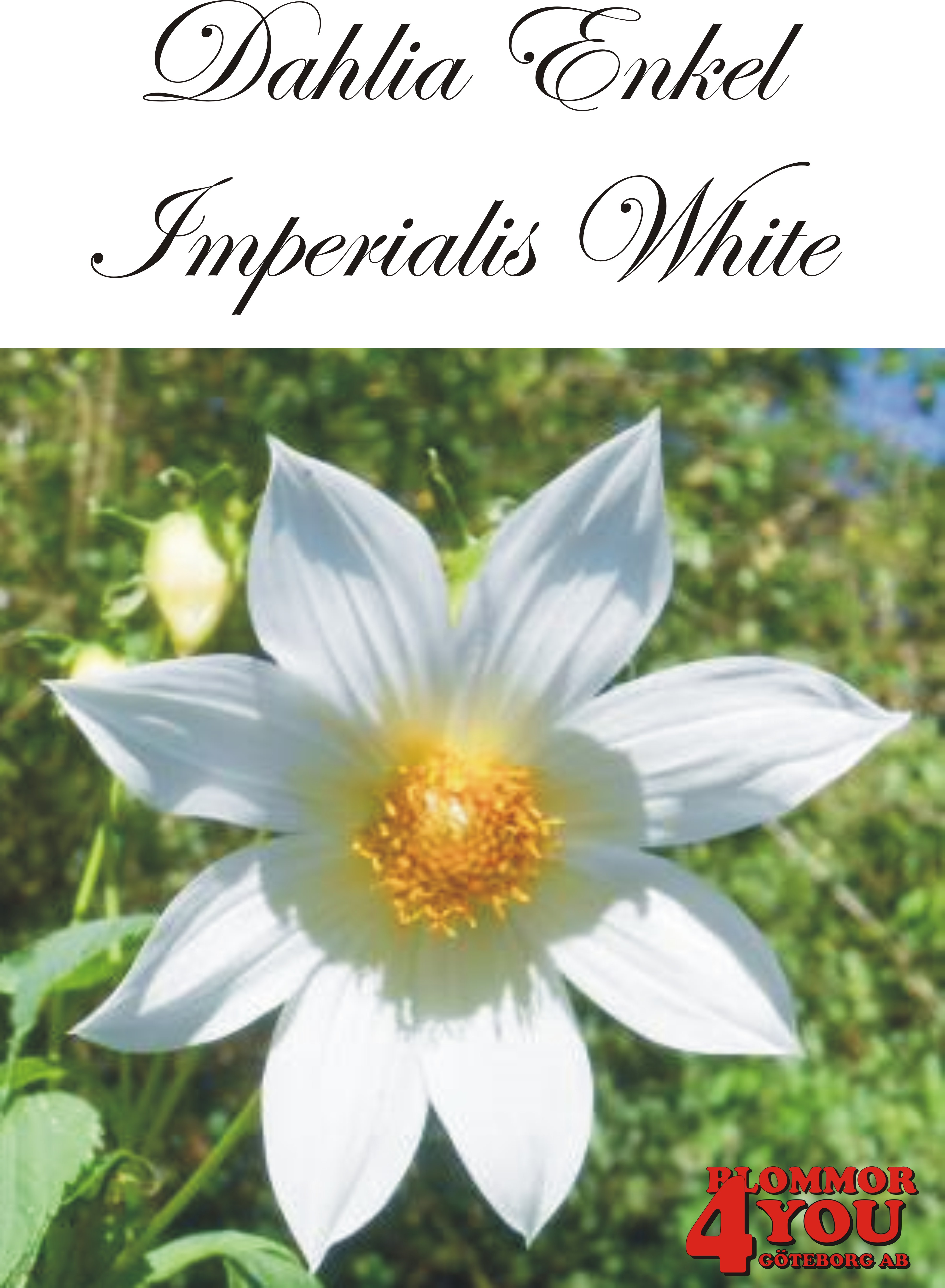 Dahlia Enkel  Imperialis White