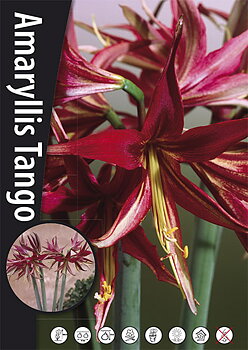 Amaryllis  Tango