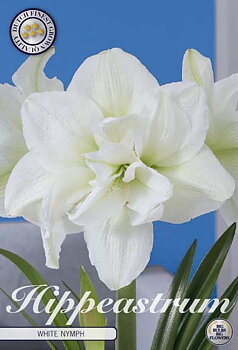 Amaryllis  White Nymph