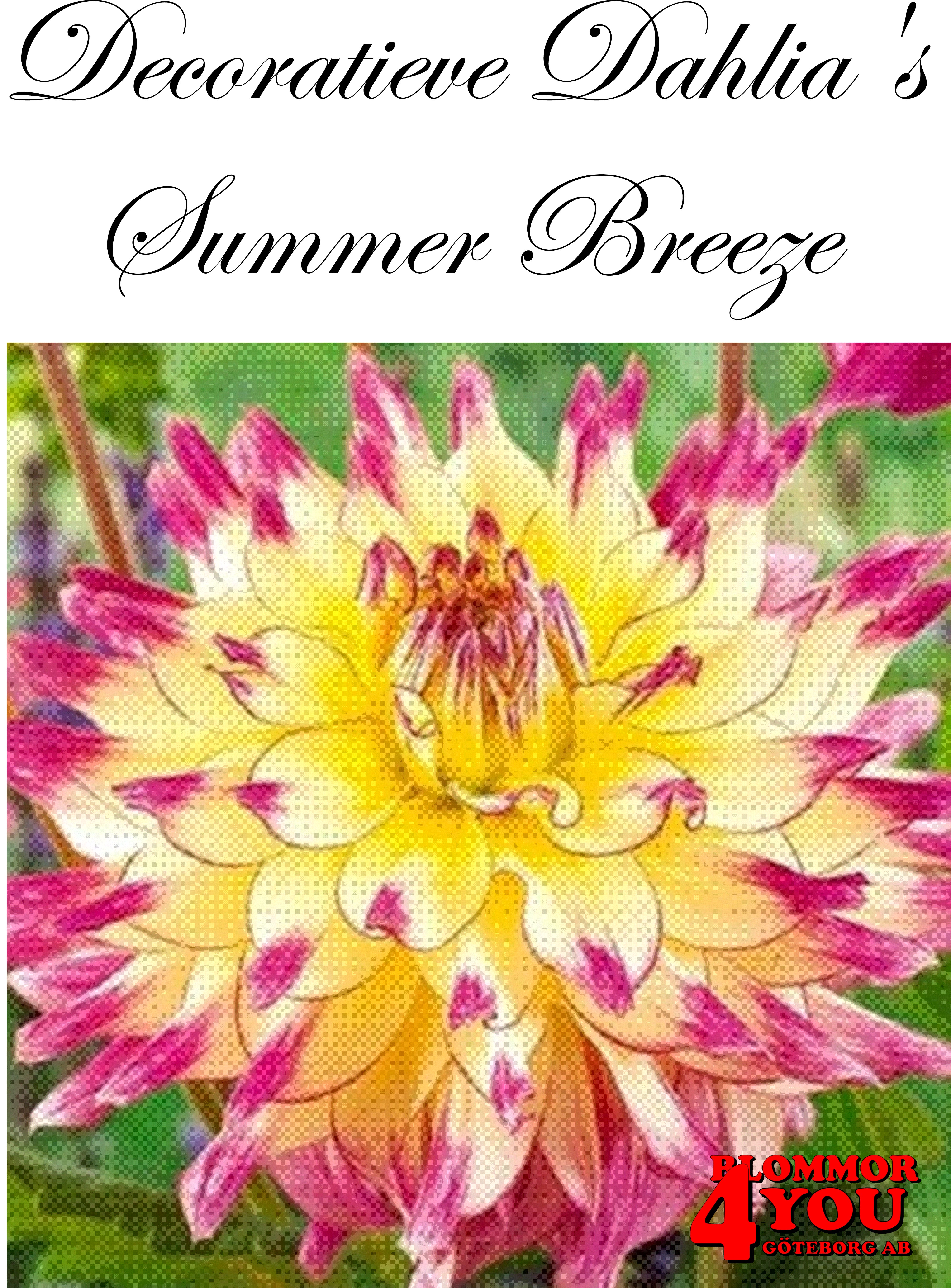 Dahlia Summer Breeze