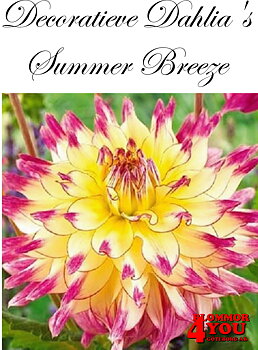 Dahlia Summer Breeze