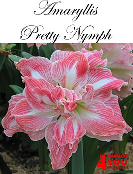 Amaryllis  Jumbo Pretty Nymph  Lökstorlek: *34/36