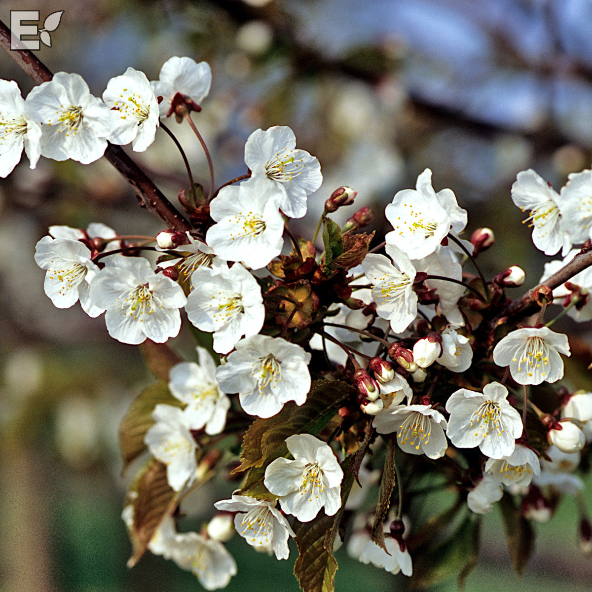 Prunus avium E Utr 150-200 Co - 3
