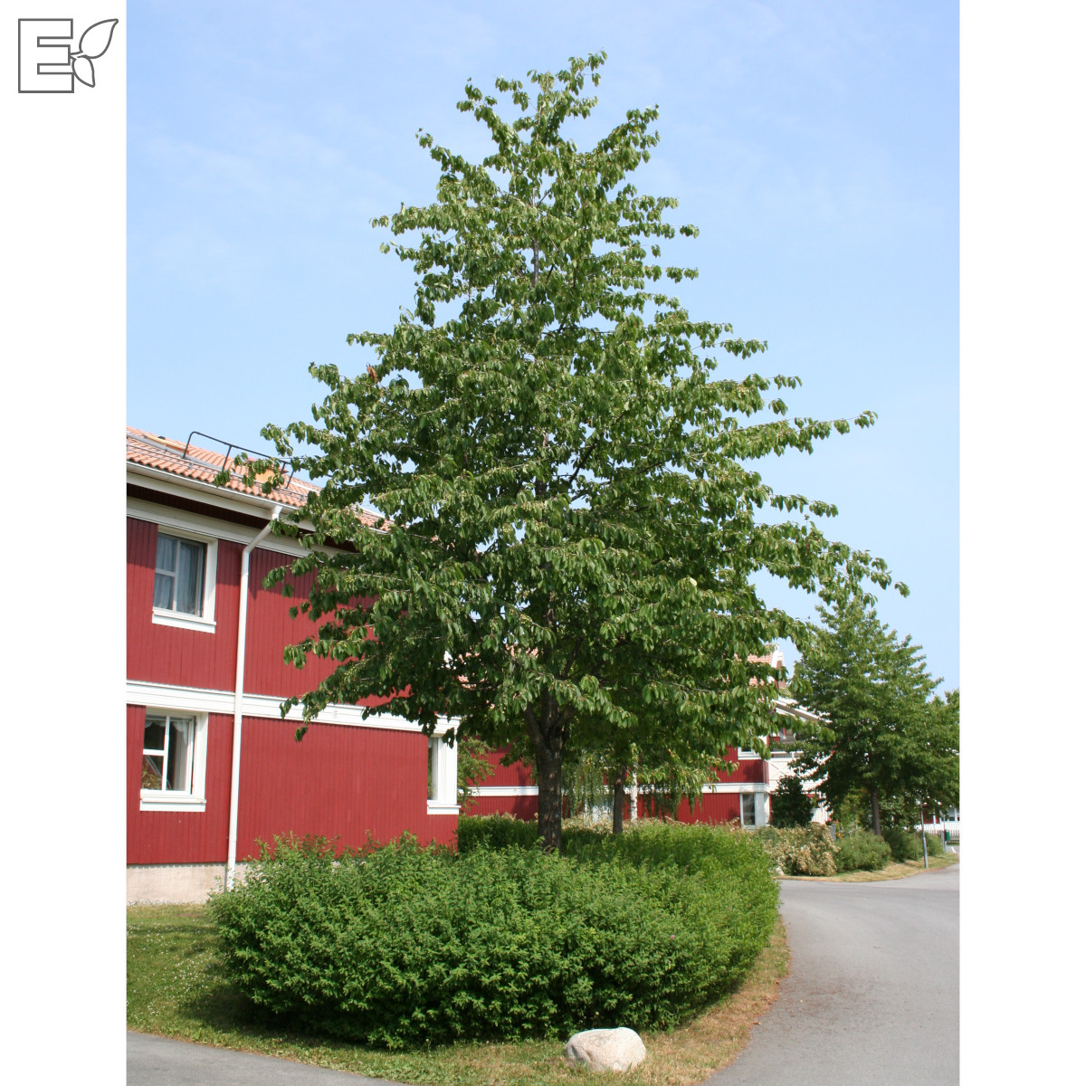 Prunus avium E Utr 150-200 Co - 4