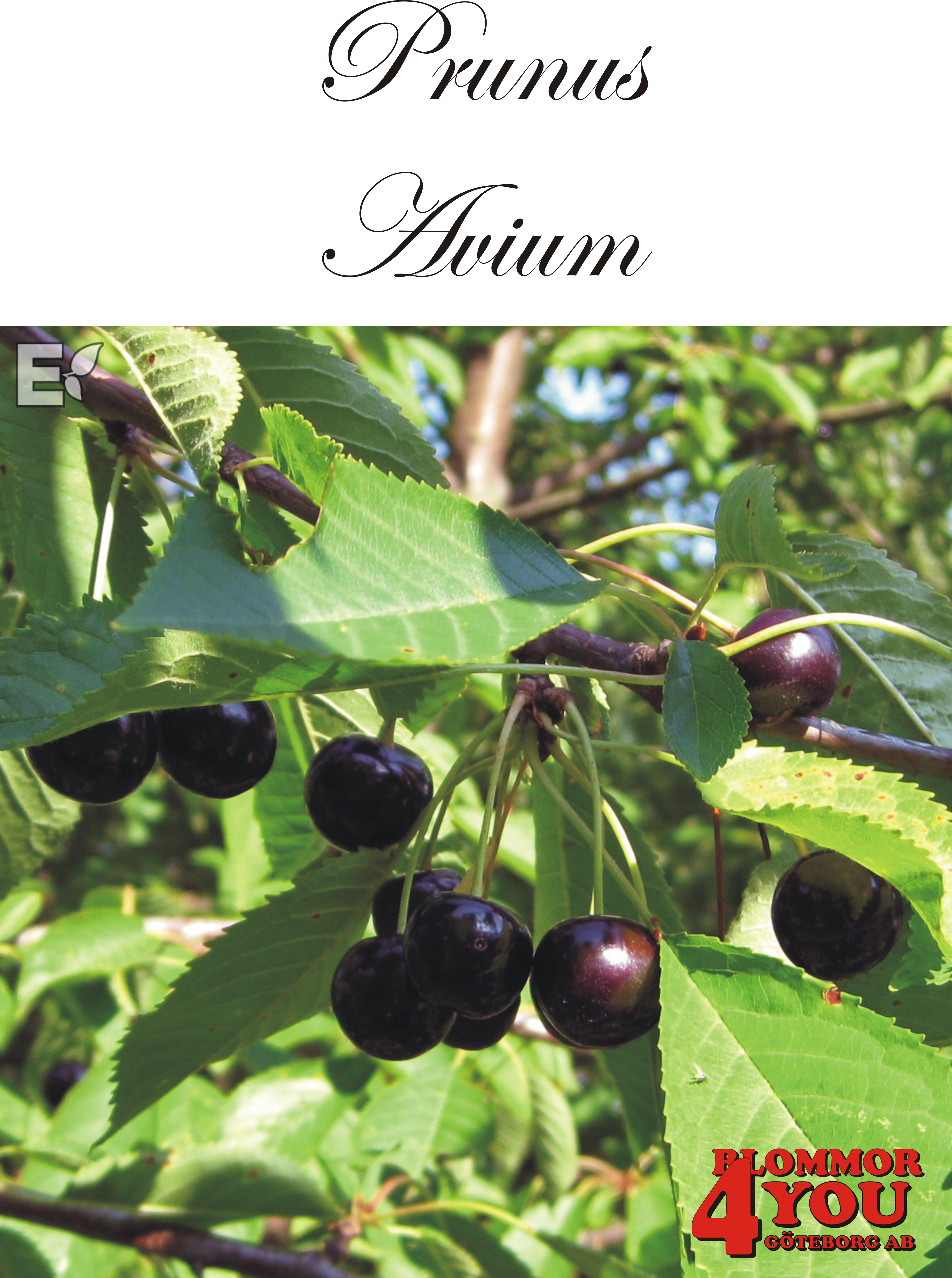 Prunus avium E Utr 150-200 Co