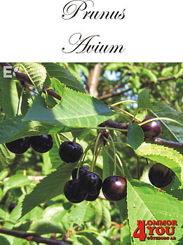 Prunus avium E Utr 150-200 Co