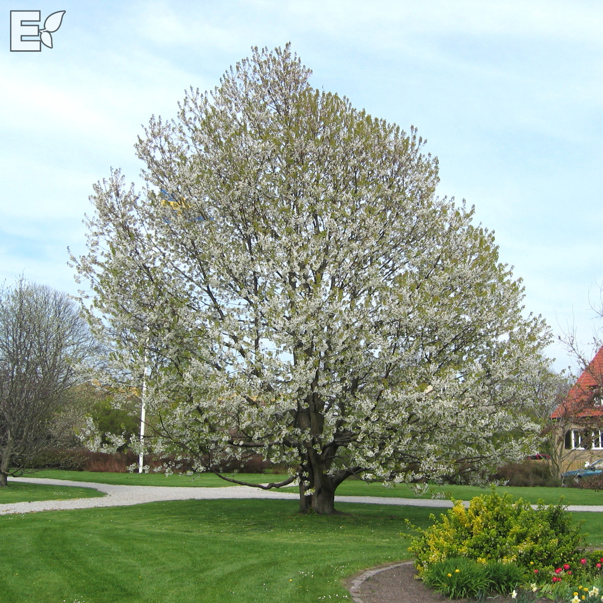 Prunus avium E Utr 200-250 Co - 2