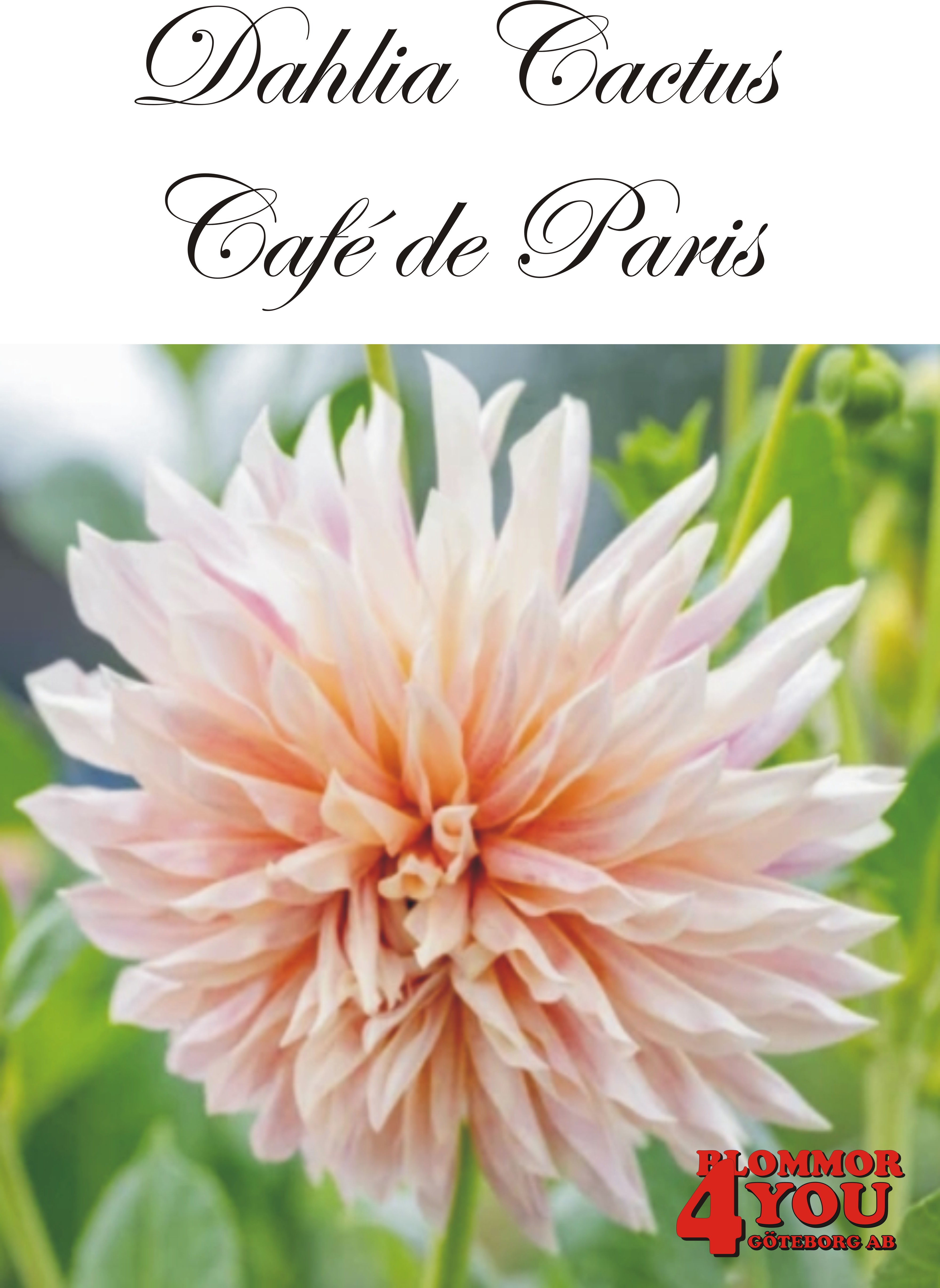 Dahlia Cactus   Café de Paris