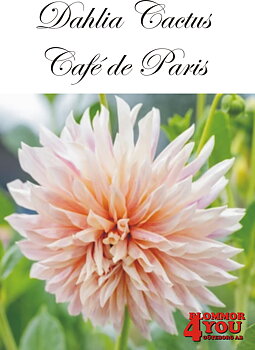 Dahlia Cactus   Café de Paris