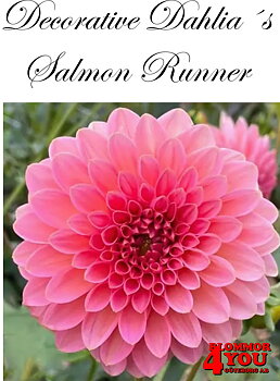 Dahlia Salmon Runner