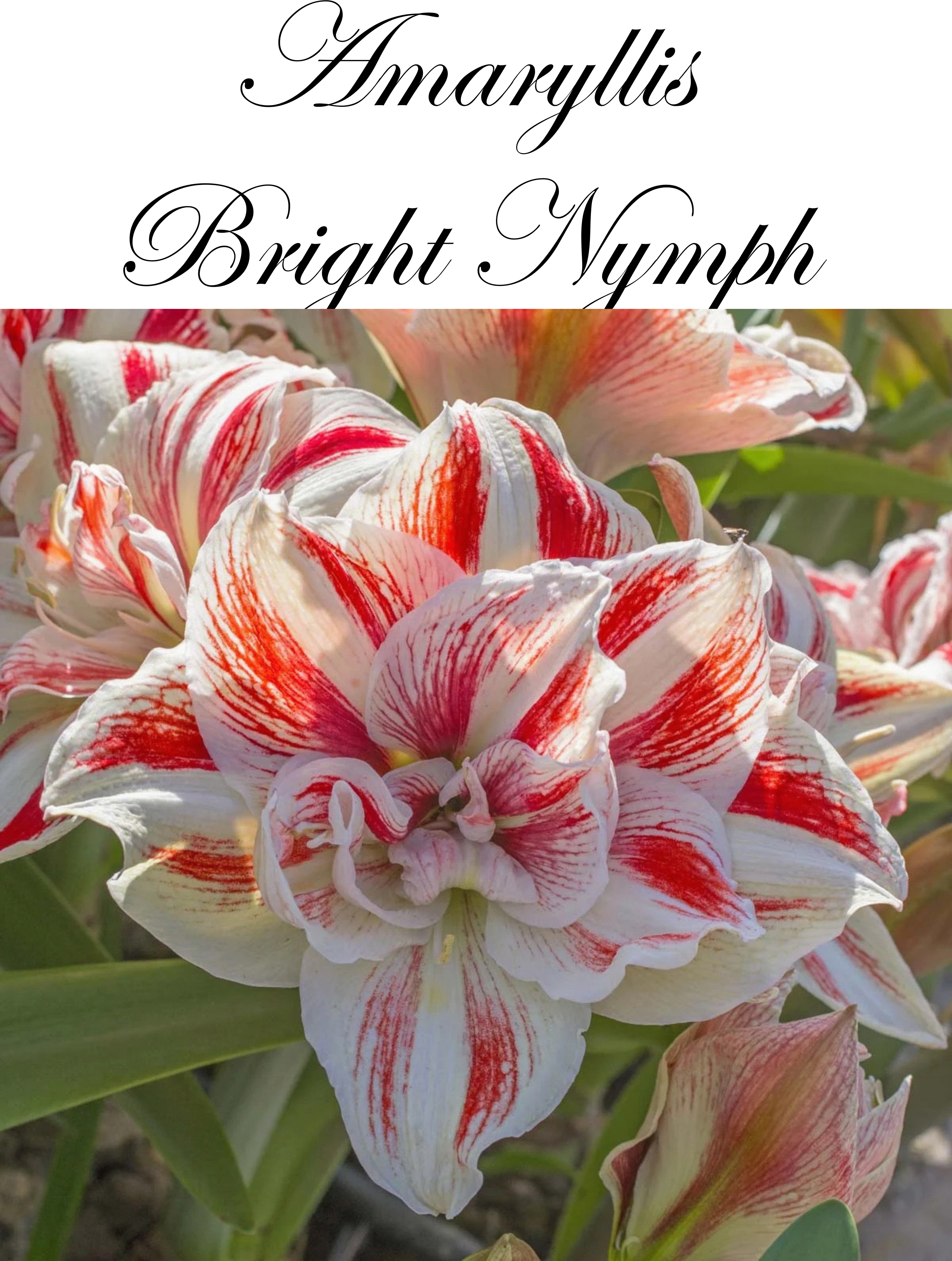 7524  Amaryllis  Jumbo Bright Nymph  Lökstorlek: *30/32