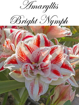 Amaryllis  Jumbo Bright Nymph  Lökstorlek: *30/32