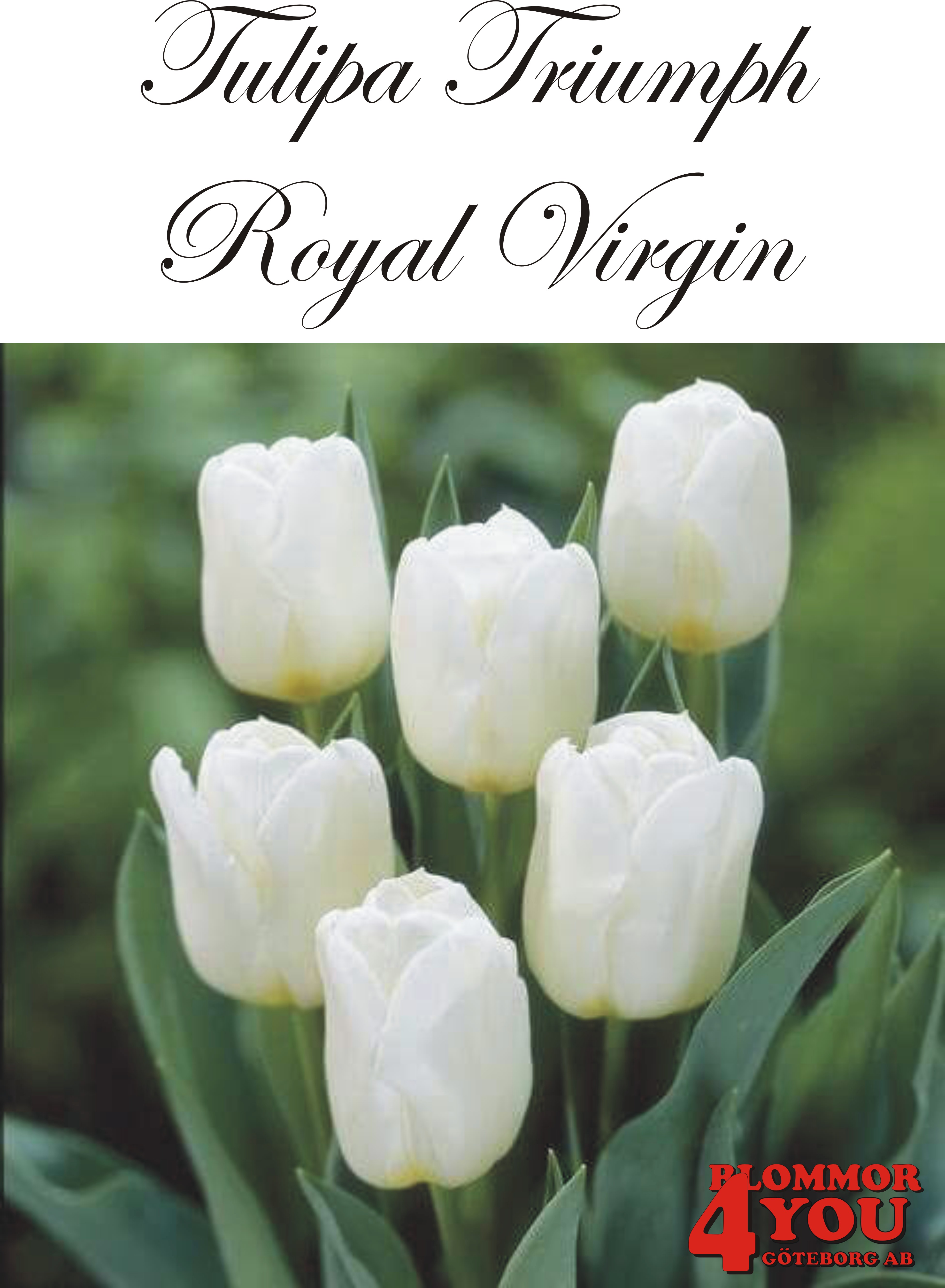 80240  ROYAL VIRGIN   TRIUMPHTULPAN