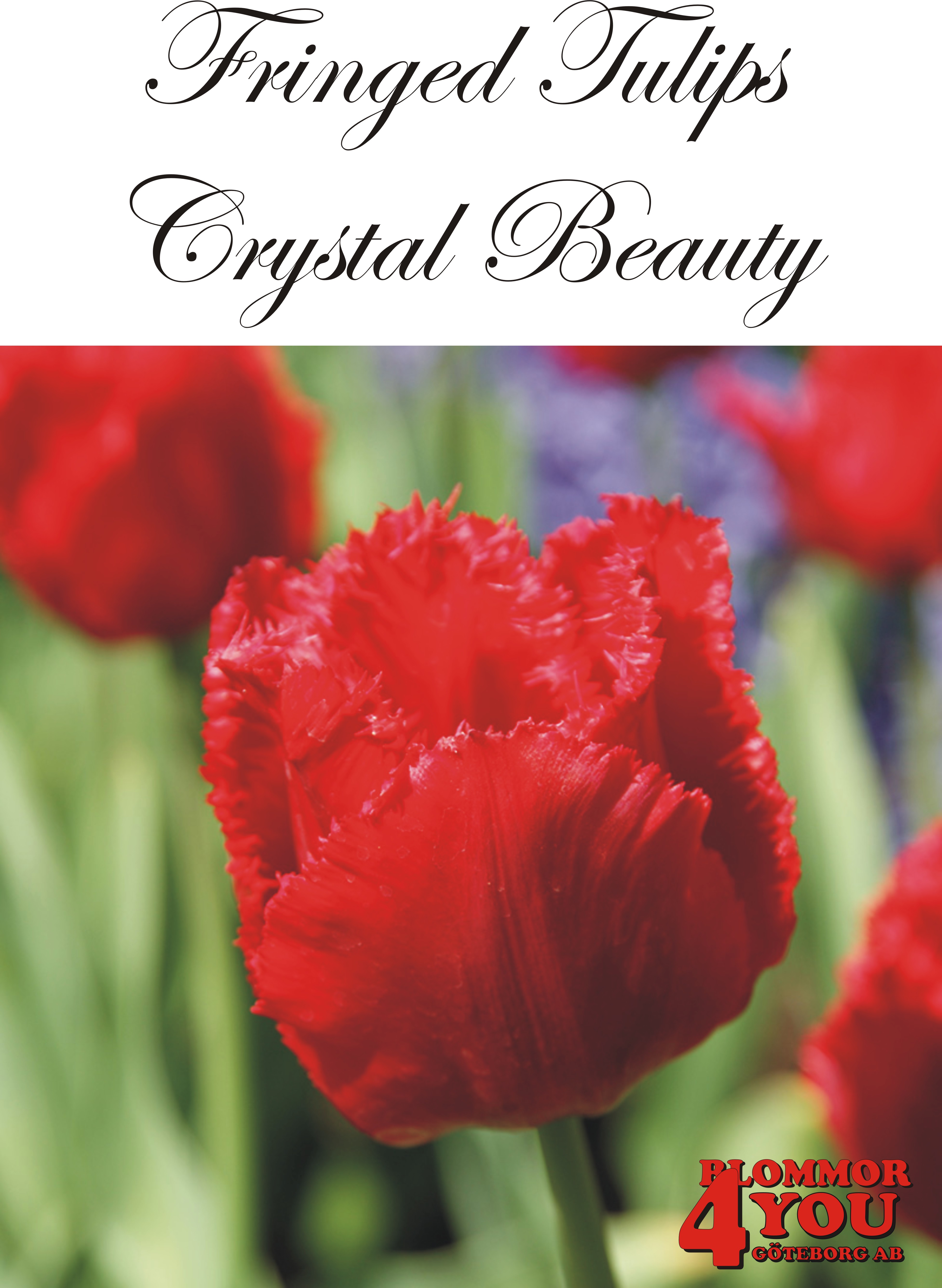 80575  CRYSTAL BEAUTY       FRANSAD TULPAN