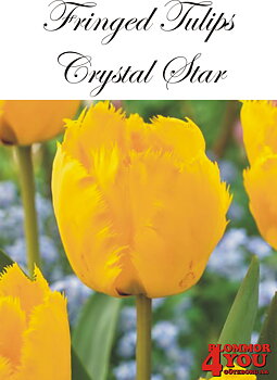 80580  CRYSTAL STAR      FRANSAD TULPAN