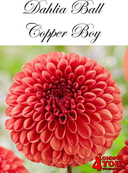 Dahlia      Copper Boy