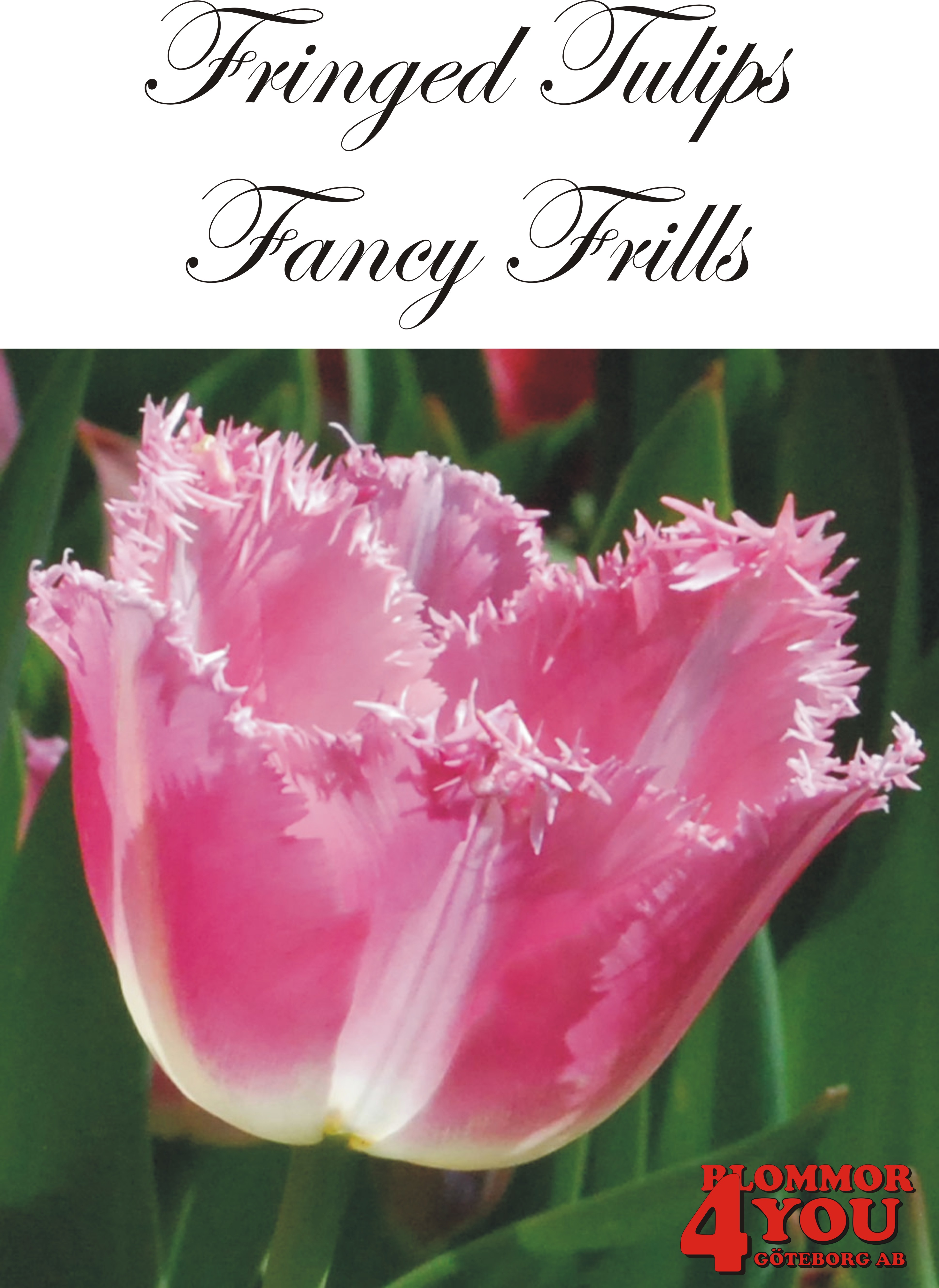 80595  FANCY FRILLS      FRANSAD TULPAN