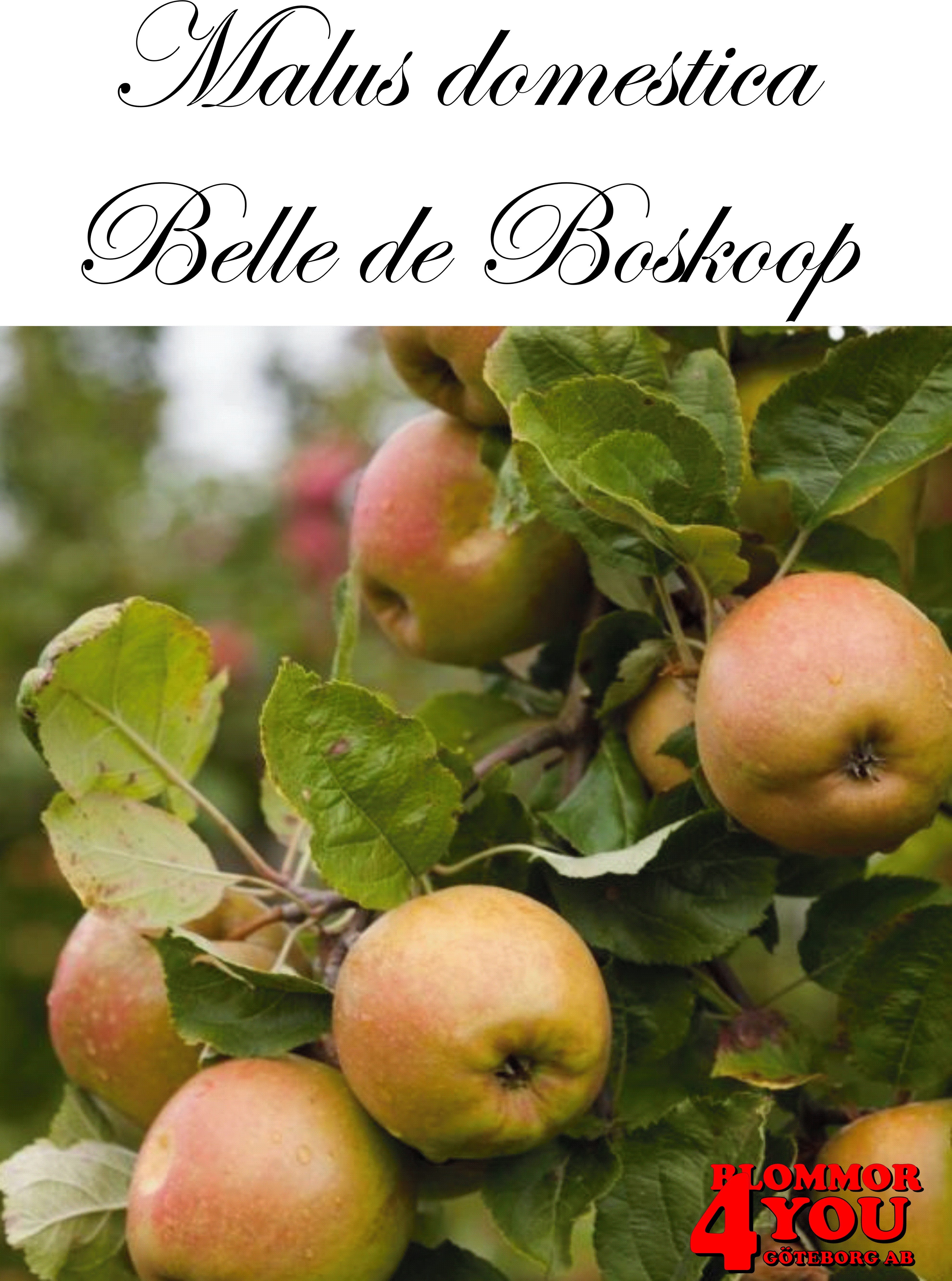 Äpple M.dom Belle de Boskoop E A2    Stam 2-års A-kv Co/Pack Co